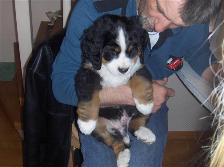 Berner sennenhund Basse H - Basse dagen efter vi hentede ham, han er 8 uger på dette billede :) billede 7