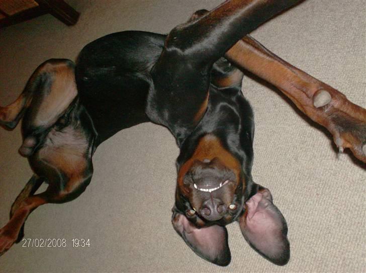 Dobermann Kaizo - Kaizo i hans ynglings stilling billede 4