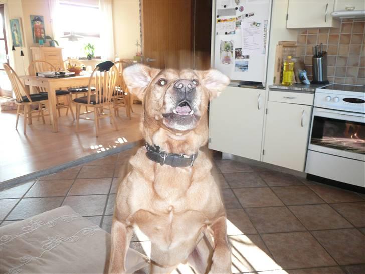 Labrador retriever Timon billede 17