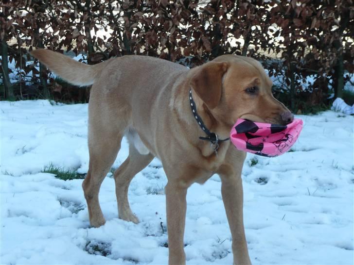 Labrador retriever Timon billede 18