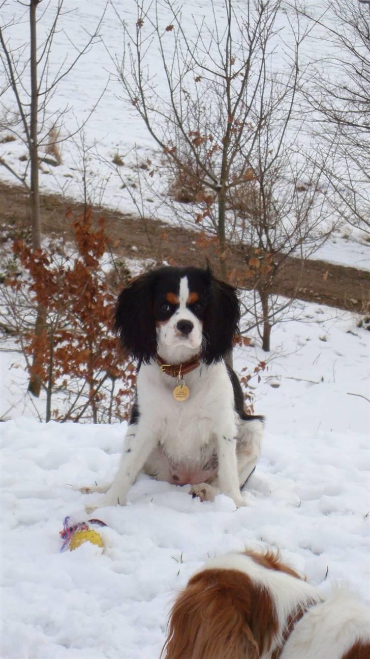 Cavalier king charles spaniel Luna billede 16