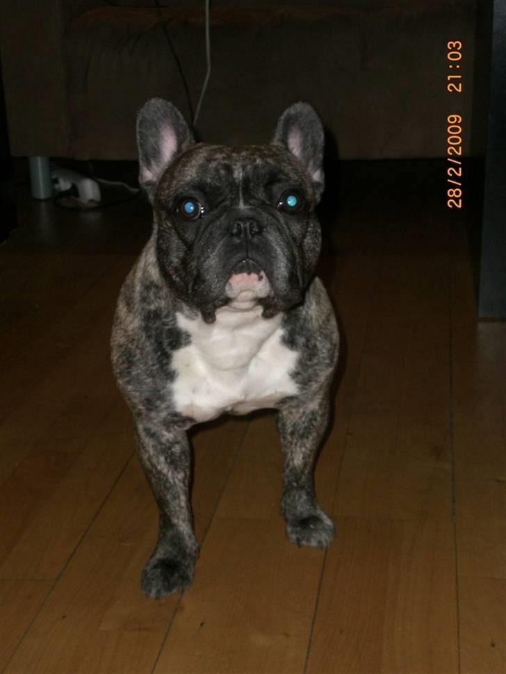 Fransk bulldog Emma - *NYT* billede 17