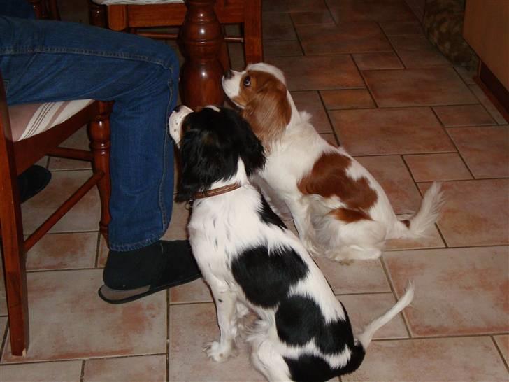 Cavalier king charles spaniel Luna billede 17