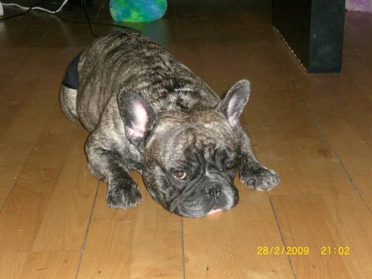 Fransk bulldog Emma - Det er hårdt at være sammen med Micha hele dagen... *NYT* billede 18