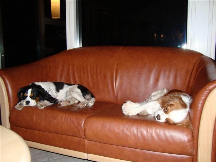 Cavalier king charles spaniel Luna billede 18