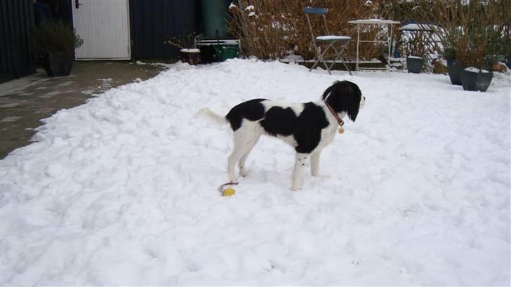 Cavalier king charles spaniel Luna billede 19