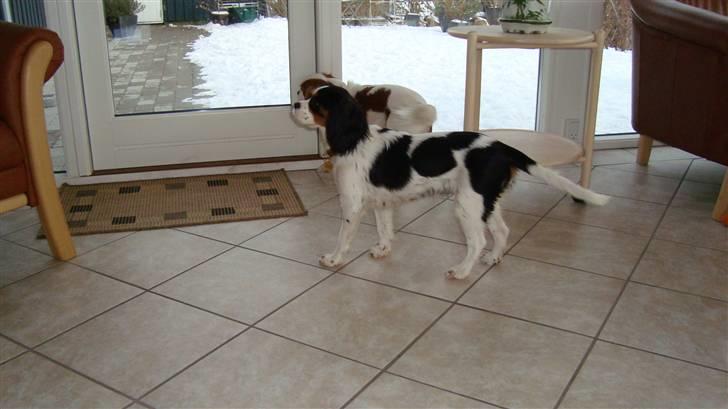 Cavalier king charles spaniel Luna billede 20