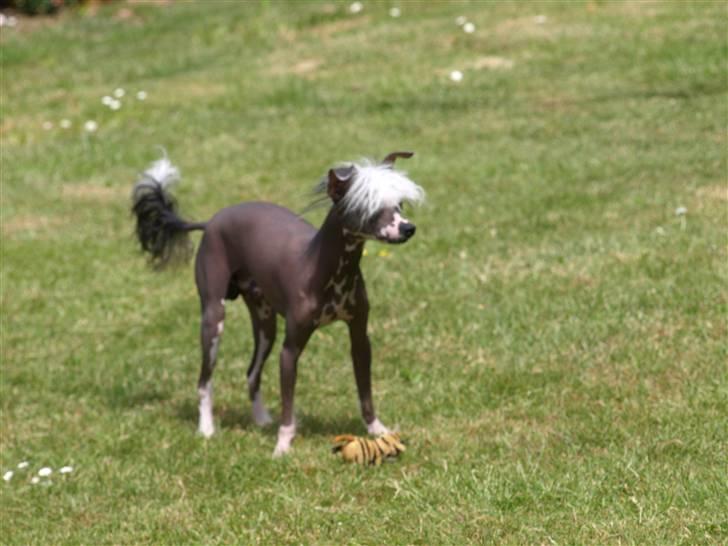Chinese crested hårløs Yin- Shing.Sun billede 1