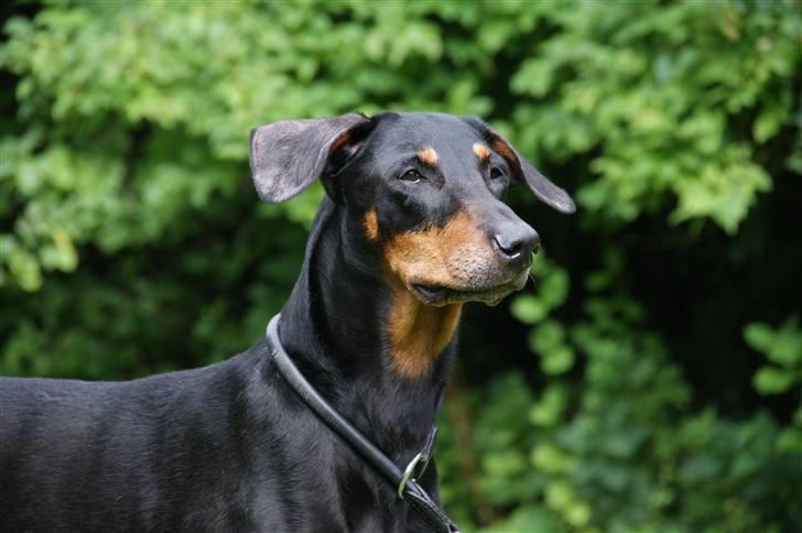 Dobermann Tusca R.I.P. - Tusca 9 år billede 1