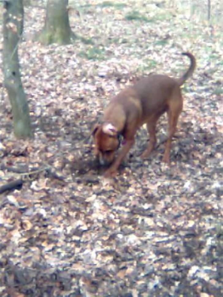 Blanding af racer Basse - JAAAAAAA nu kan jeg rigtig grave,for haven er ikke min men en stor hundeskov billede 11