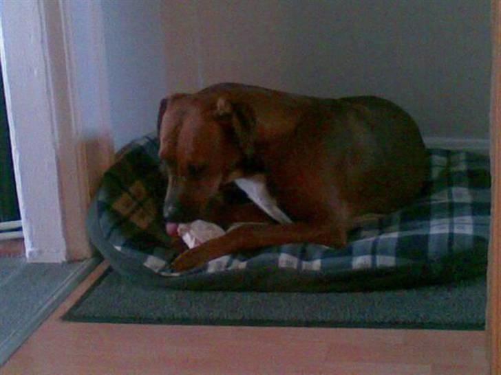 Blanding af racer Basse - YES!! Der er noget indeni billede 12