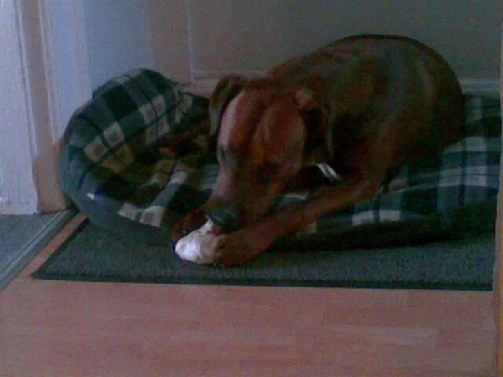 Blanding af racer Basse - MUMS MUMS billede 13