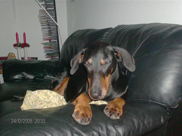 Dobermann Tusca R.I.P. - Tusca billede 2