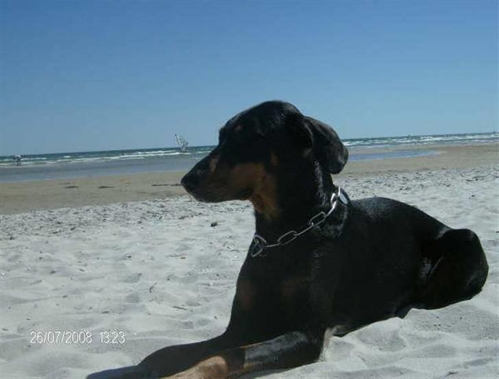 Dobermann Tusca R.I.P. - Tusca 7 år billede 3