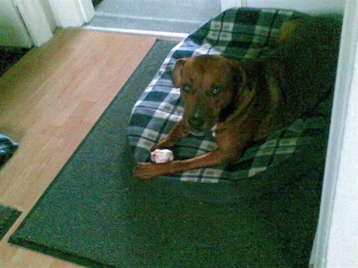 Blanding af racer Basse - Hvad siger du,mor?? billede 14