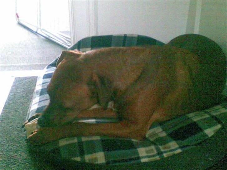 Blanding af racer Basse - Stadigt overlækkert gumleben billede 15