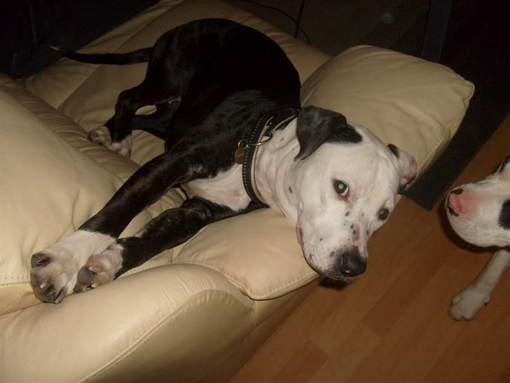 Blanding af racer Zitka billede 13