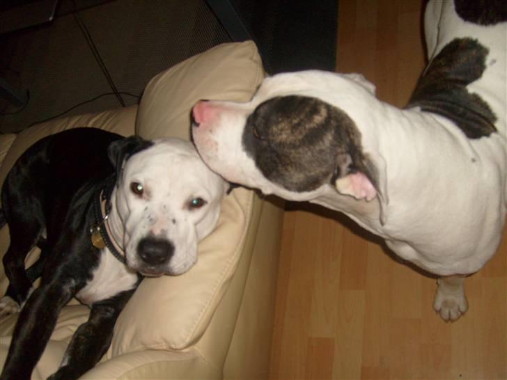 Blanding af racer Zitka billede 14