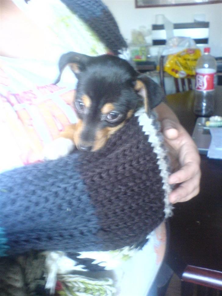 Blanding af racer Himmelhunden Sasja billede 11