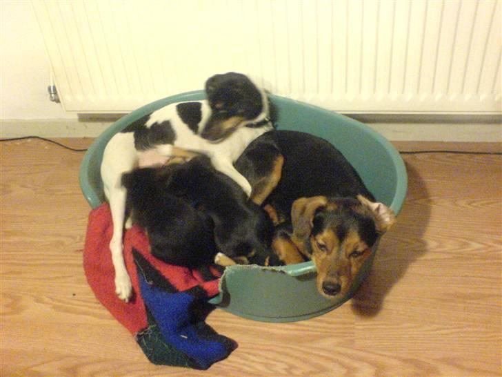 Blanding af racer Himmelhunden Sasja billede 12