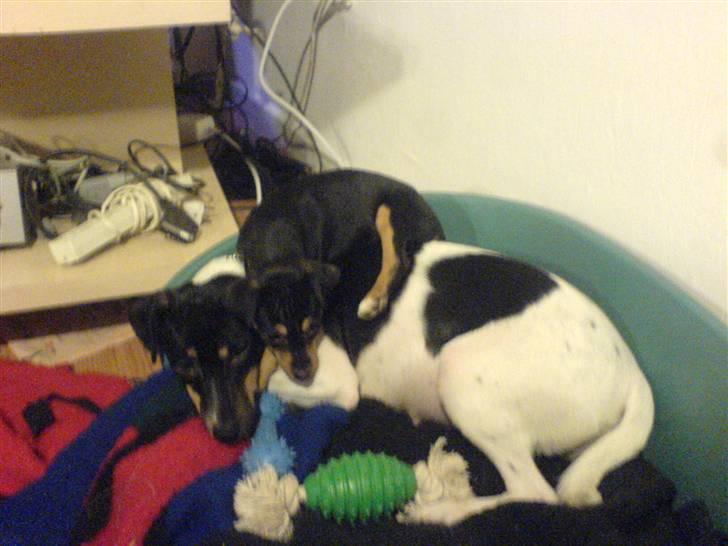 Blanding af racer Himmelhunden Sasja billede 13