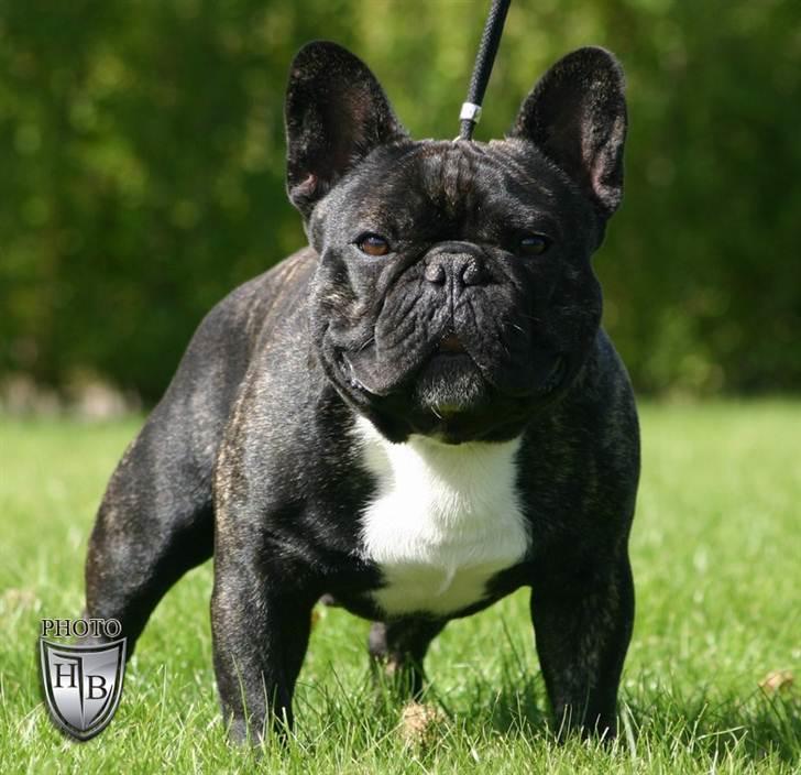 Fransk bulldog Blance Noirs Fuvignon De Ley "Luca" - Dette foto er taget af HUGS Bulldogs. billede 1