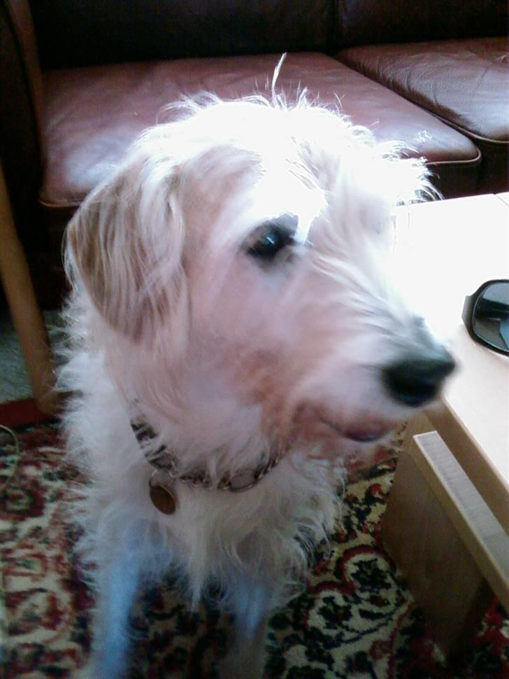 Blanding af racer Luffe (R.I.P marts 2009) billede 1