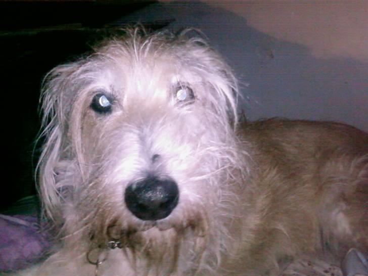 Blanding af racer Luffe (R.I.P marts 2009) billede 2