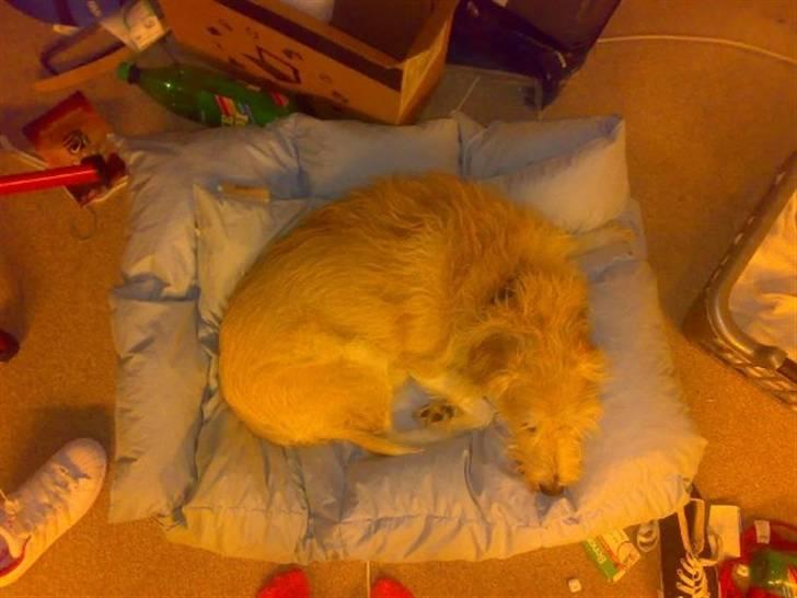 Blanding af racer Luffe (R.I.P marts 2009) billede 3