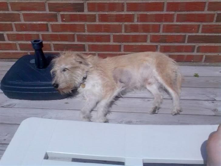 Blanding af racer Luffe (R.I.P marts 2009) billede 4