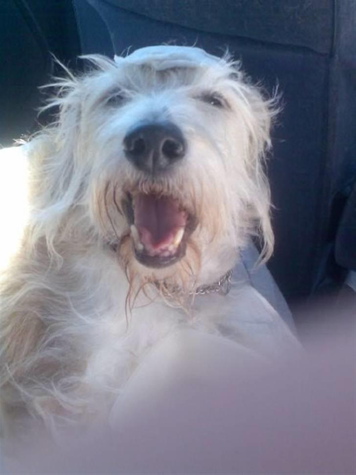 Blanding af racer Luffe (R.I.P marts 2009) billede 5