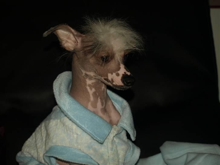 Chinese crested hårløs Yin- Shing.Sun billede 3