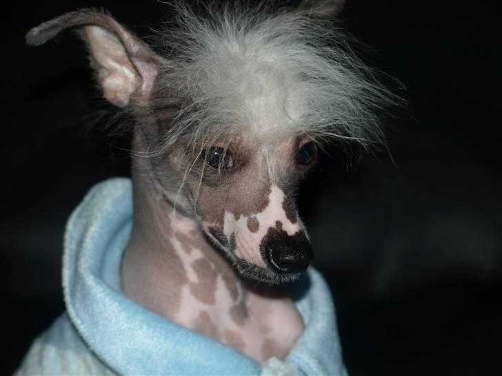 Chinese crested hårløs Yin- Shing.Sun billede 5