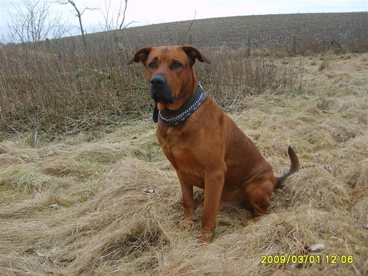 Blanding af racer boss billede 1