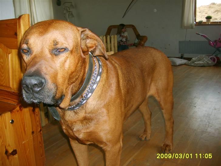 Blanding af racer boss billede 2