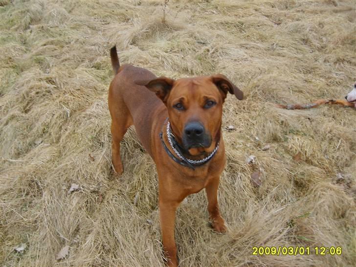 Blanding af racer boss billede 3