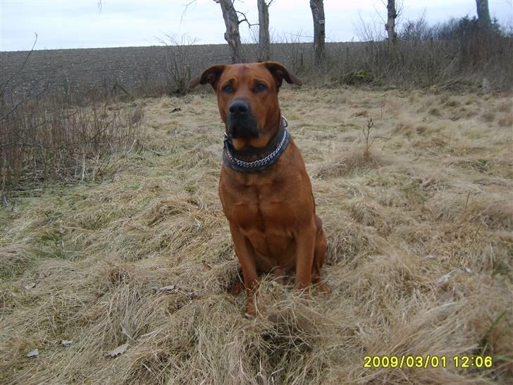 Blanding af racer boss billede 4