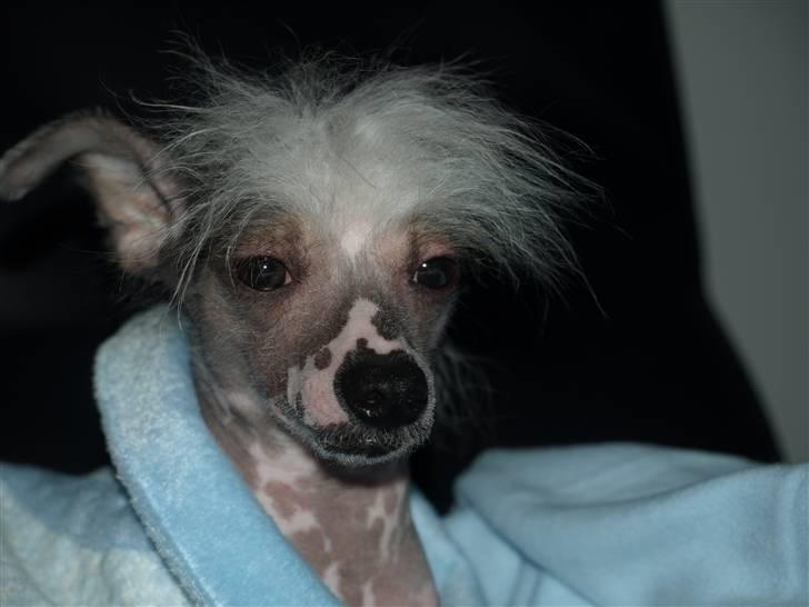 Chinese crested hårløs Yin- Shing.Sun billede 6