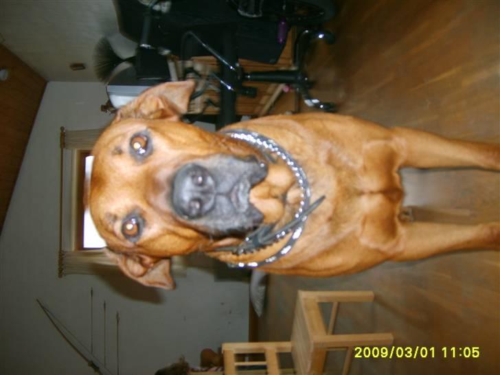 Blanding af racer boss billede 5