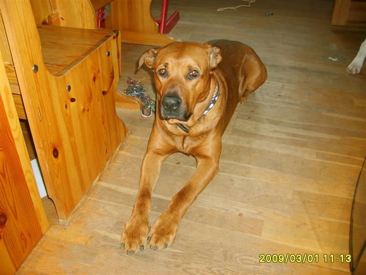 Blanding af racer boss billede 6