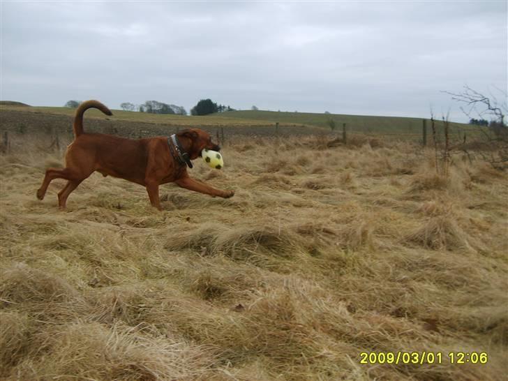 Blanding af racer boss billede 7