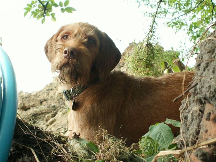 Ruhåret vizsla Casanova billede 13