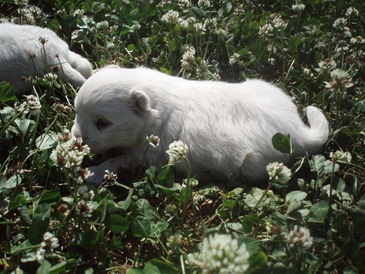 Japansk spids Bailey :)<3  billede 1