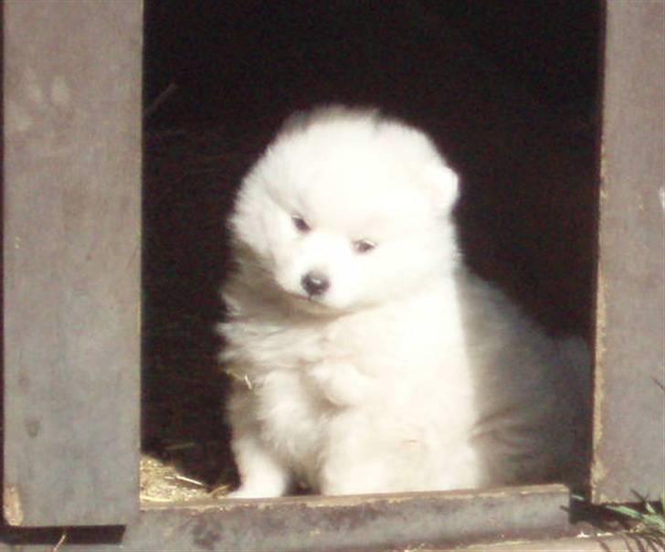 Japansk spids Bailey :)<3  billede 2