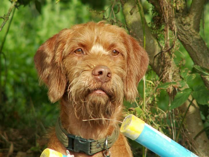 Ruhåret vizsla Casanova - Min smukke hund billede 16