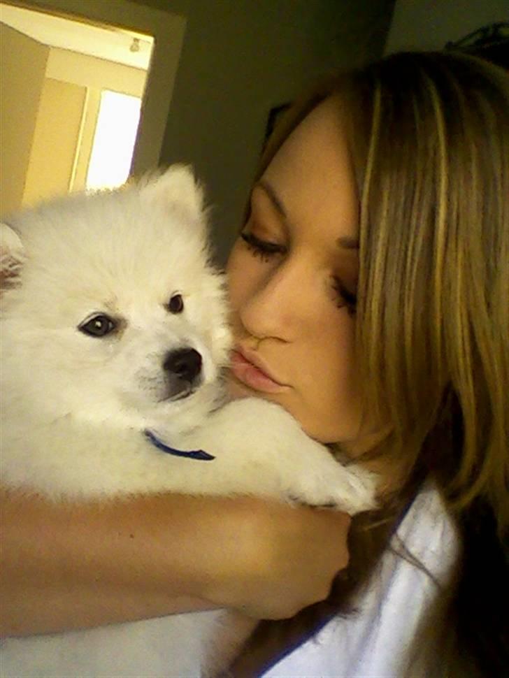 Japansk spids Bailey :)<3  billede 4