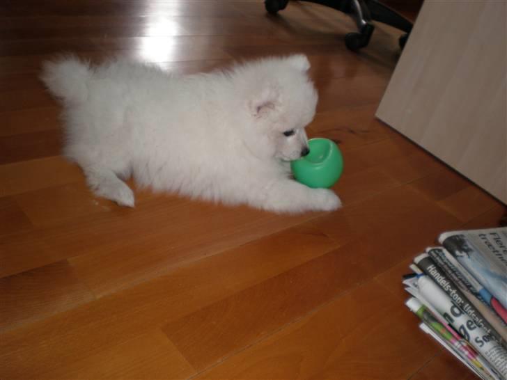 Japansk spids Bailey :)<3  billede 5