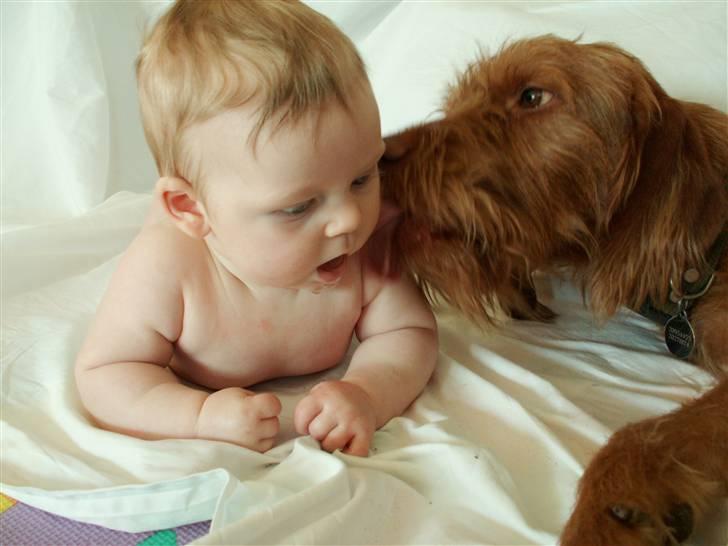 Ruhåret vizsla Casanova - Casa kysser lige Josefine billede 17