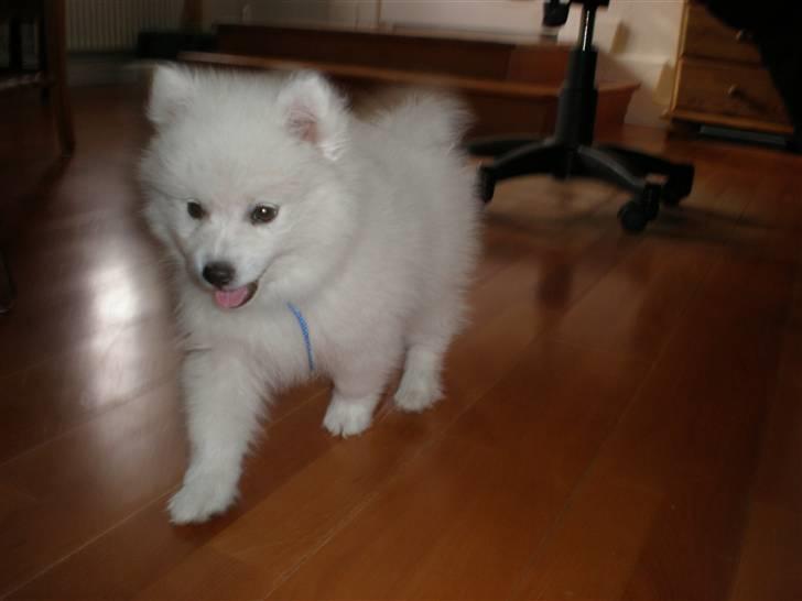 Japansk spids Bailey :)<3  billede 6