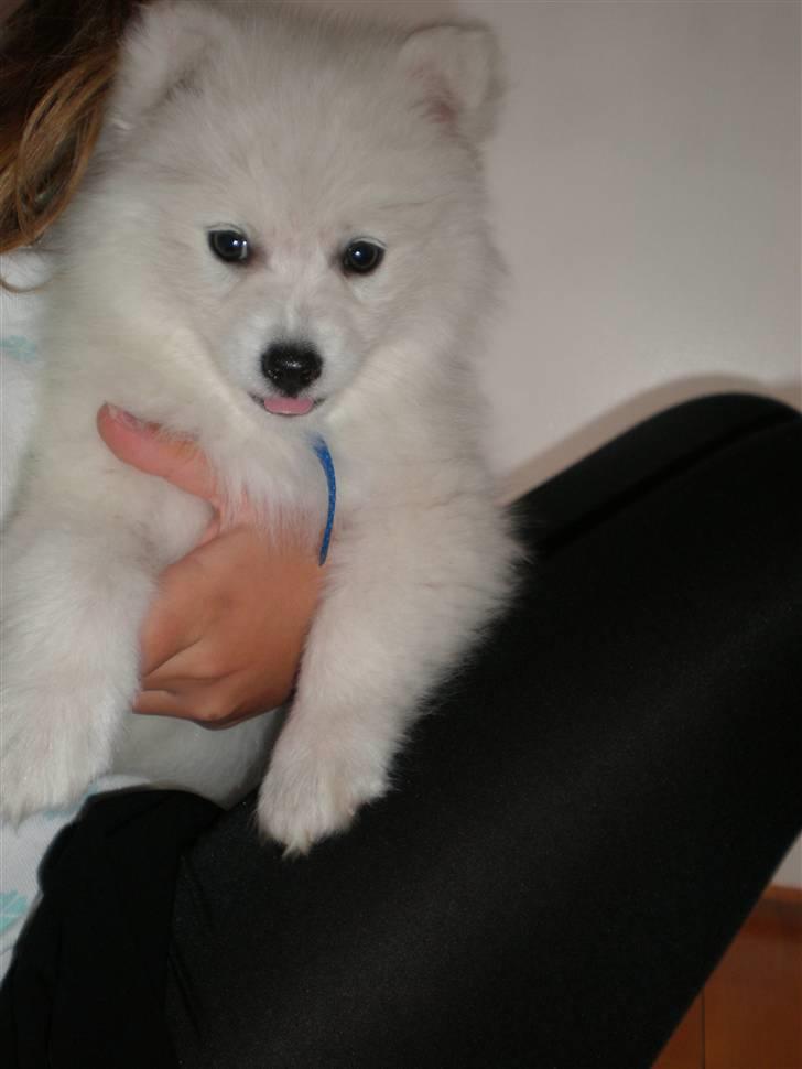 Japansk spids Bailey :)<3  billede 7